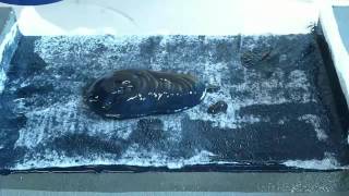 AQUASMART® PB Water based,  Bitumen  Polyurethane membrane