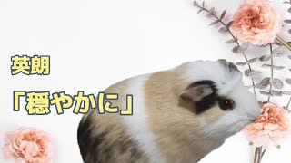 Download Lagu 【英朗 詩の世界】英朗『穏やかに』オリジナルポエムPV OriginalPoemVideo『Odayakani』 -hidero shino sekai- #ペット #モルモット MP3