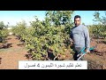 Citruss Pruning تقليم شجرة الليمون أربع فصول
