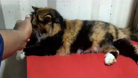 Watch the video about Calico adult Persian female available for sale in dheradhoon #smallyoutubersupport