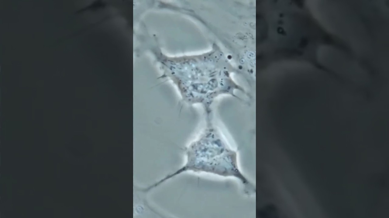 Как Происходит Процесс Деление Клетки Человека