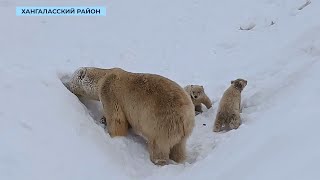 Якутяне предложат имена для белых медвежат из зоопарка «Орто Дойду»