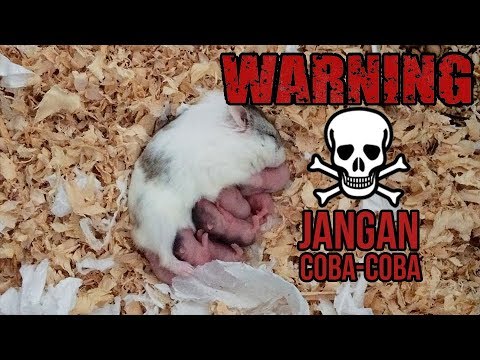 Cara Merawat Hamster Campbell Yang Baru Melahirkan ...