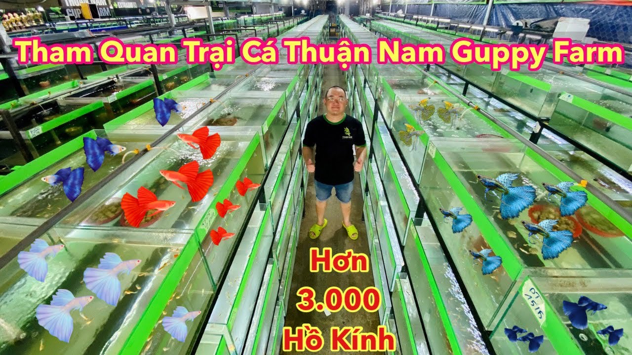 Khám Phá Trại Cá 7 Màu Siêu To 3.000 Hồ Kính | Thuận Nam Guppy Farm