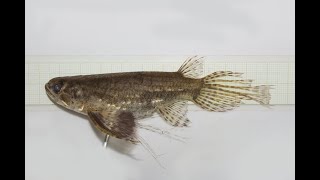 Download Lagu Coastal Tropical Habitats around Douala, Cameroon - January 2020 MP3