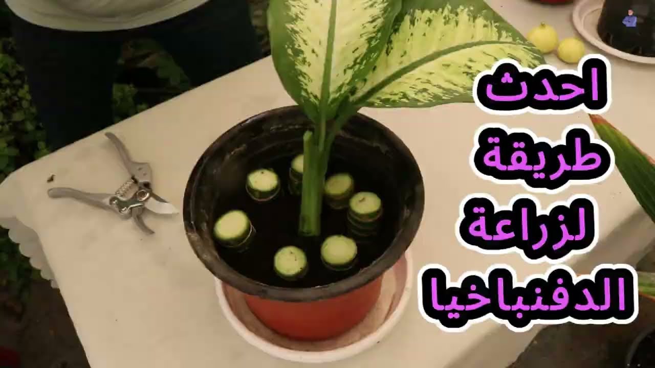احدث طريقة زراعة الديفنباخيا هاتبهرك