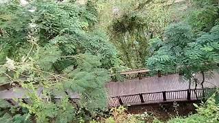 Tree Top View From Hanging Garden Part 2, 3 January 2026