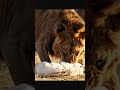 Lion kill the 🐈