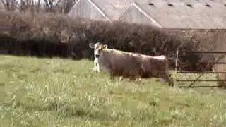Dancing cows in the 'moood'!