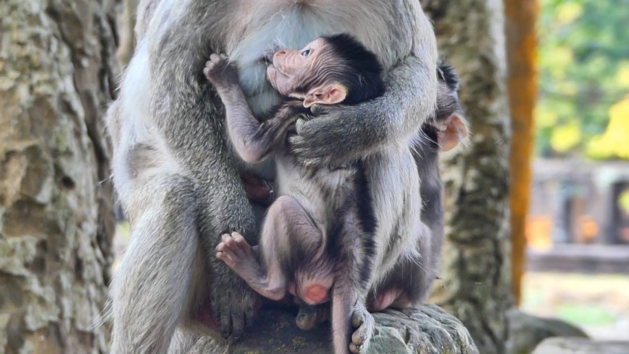 Such beautiful evening great time lovely adorable baby monkeys playful, happy wonderful action