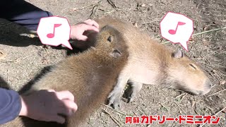 This 3-month-old capybara has gotten used to people and is so