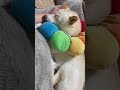 【疲れた人必見】柴犬の寝顔でムニャムニャするのがたまらない!#shorts