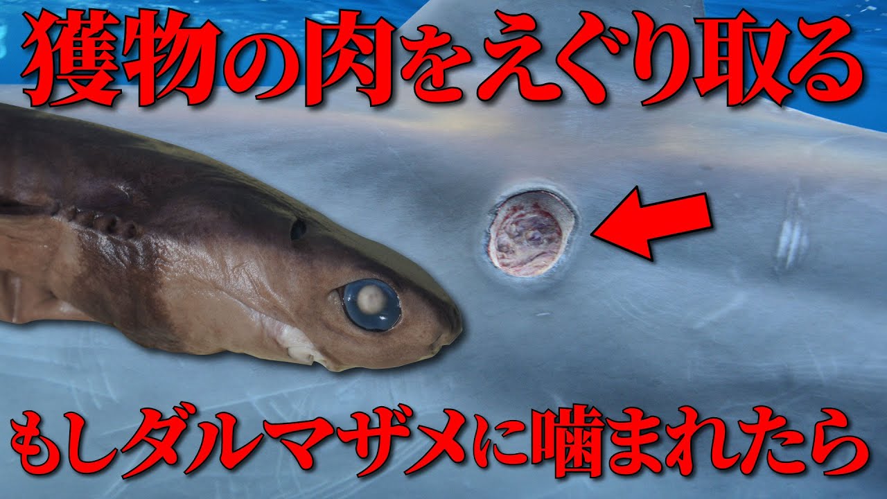 Does it gouge out flesh and attack killer whales and submarines