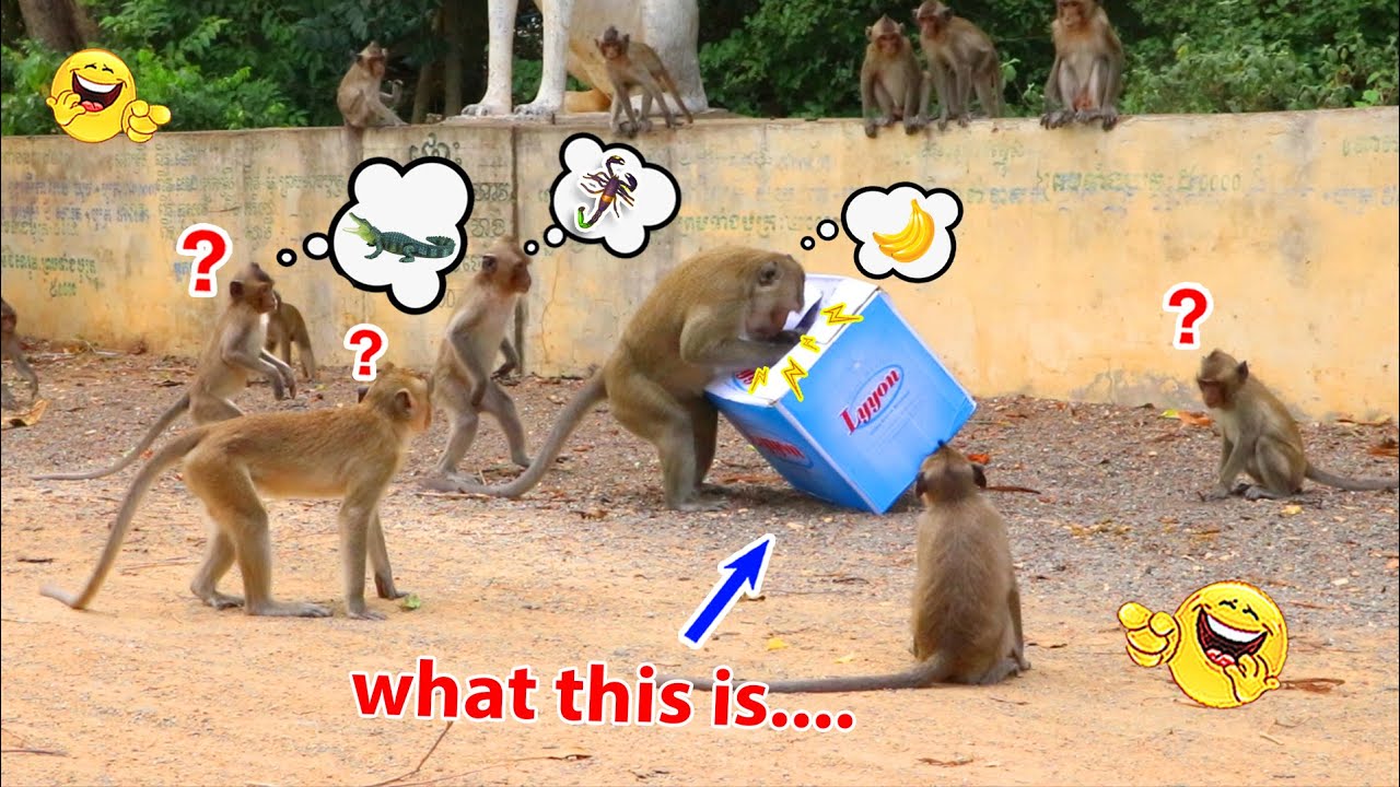 Monkey video Prank monkey #funny #monkey #monkeyvideo #animals # ...