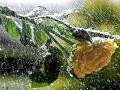 نور الهدى بدون موسيقى