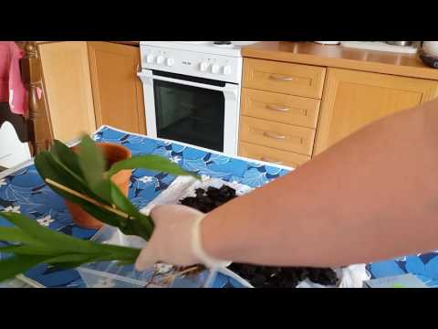 Ορχιδεα. Καινούριος ψεβδοβολβος