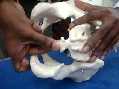 Dr. P. Senthil Kumar (PhD) PT.,- Coccyx Mobilization Technique (Maitland's Concept) for Coccydynia!