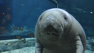 Adorable Rescued Manatees Get Released