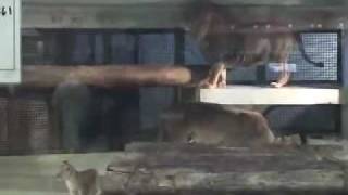 赤ちゃん登場