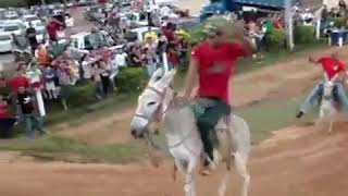 Donkey Fucks Another Donkey While Donkey Race. Ha Ha Ha.