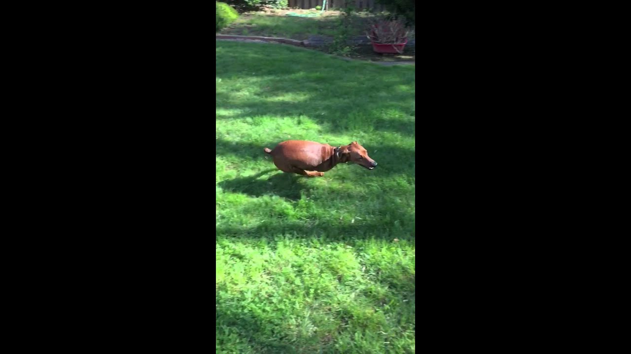 Rooney the German Pinscher YouTube