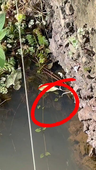 വരാലിനെ കാണാൻ മാത്രമേ ഭാഗ്യമുള്ളൂ 😭🎣 #shorts #fishing #fish