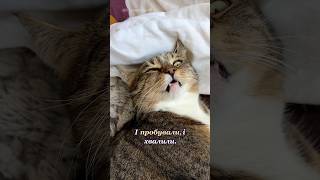 Все що добилась🎙 Оригінзвук© #reels #смішнівідео #котики #приколи #українськийютуб #ржакадосліз