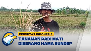 60 Hekatare Tanaman Padi Gagal Panen di Ngawi - [Prioritas Indonesia]