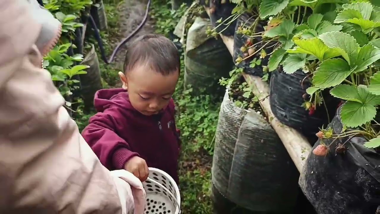 Kebun Strawberry Ciwidey