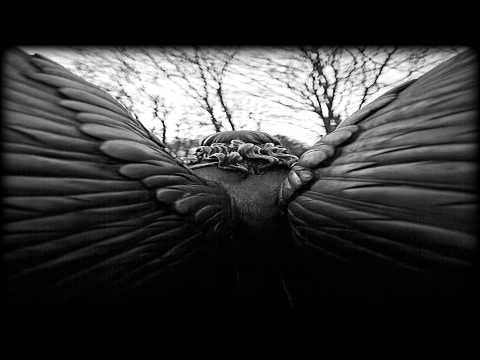 Zoë Keating — Zoe Keating  " Frozen Angels "