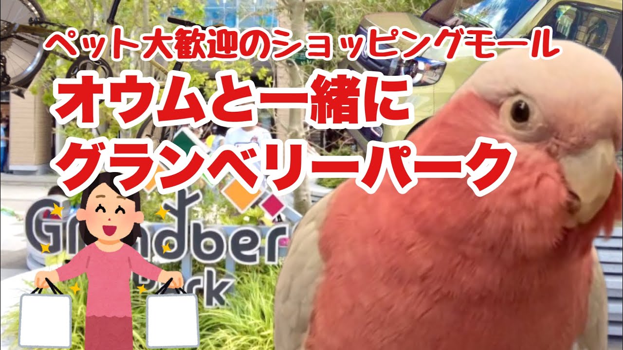 ペット大歓迎のショッピングモール 南町田グランベリーパークへ行ってきました ペットとお出かけ おしゃべりモモイロインコの春ちゃん Youtube