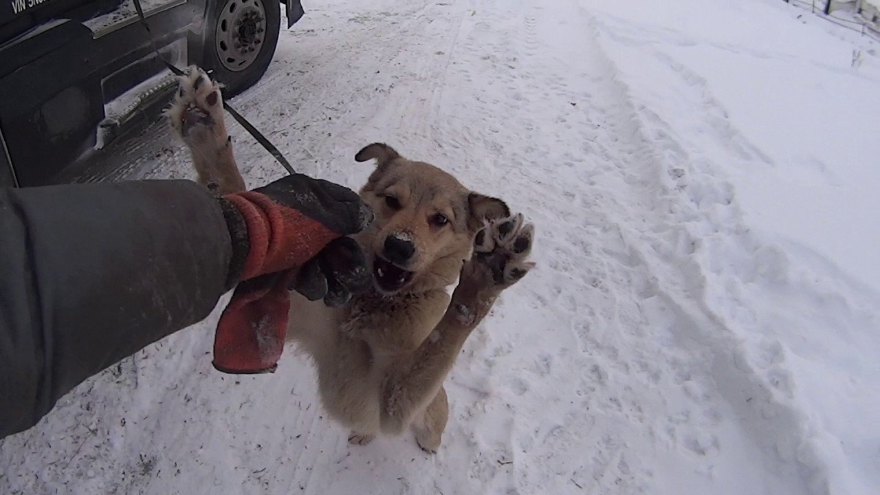 Замена пневморессоры, силос почти победил - YouTube