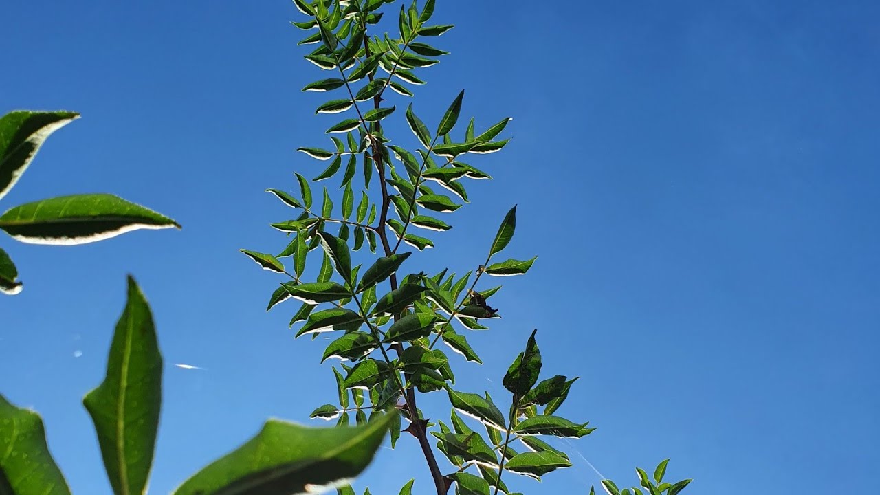 Szechuan Pepper Tree update - he is growing so fast