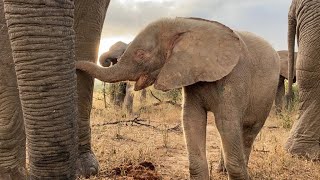 Autumn Walks with Friends - orphaned albino elephant calf Khanyisa's morning with the Jabulani Herd.