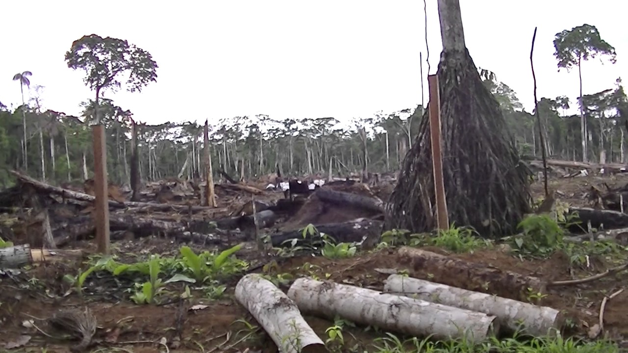 Destruction to the Amazon rainforest YouTube
