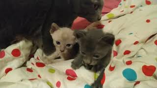 Quand les korat commencent à squatter la couette,il est temps d'allumer le chauffage ! by Adélaurïe Korat 306 views 4 years ago 3 minutes, 44 seconds