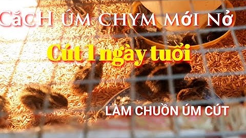 cách úm chim cút mới nở từ 1 ngày tuổi đến 7 ngày tuổi .Danh 84 vlog chia sẻ