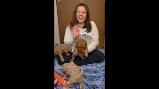 Mini Goldendoodle Cuteness Overload Alert! Cutest Moments & Milestones!