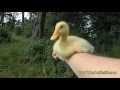 Duckling at Picnic