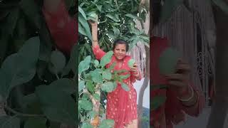 mango tree#love