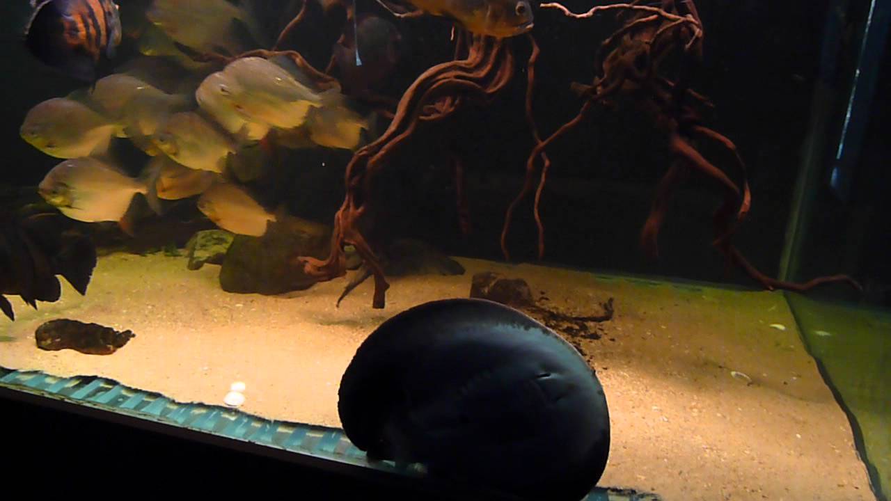 motoro stingray, myleus rubripinnis luna