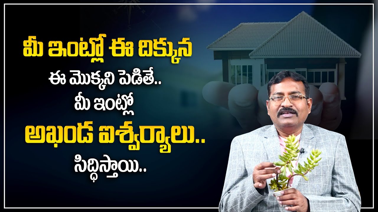 BVSS Reddy : Amazing Jade Mohini Plant Benefits | Right place of Jade Plant attract Money | ManamTV