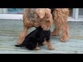 AIREDALE PUPPIES FIRST DAY OUTSIDE