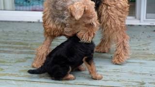 AIREDALE PUPPIES FIRST DAY OUTSIDE