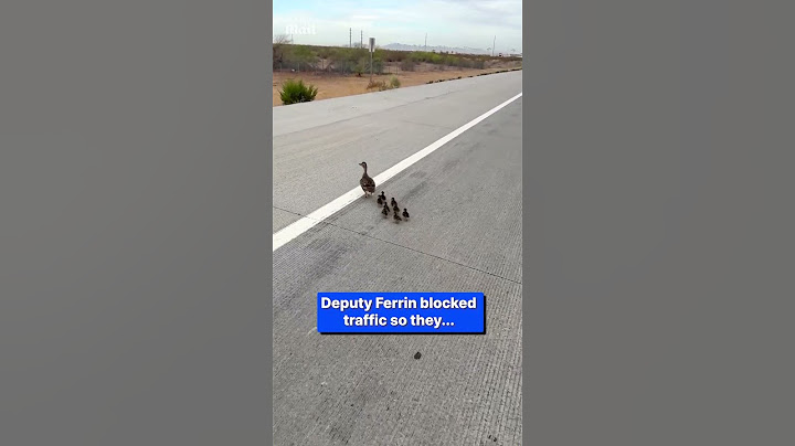 Cops block the road to help adorable ducks