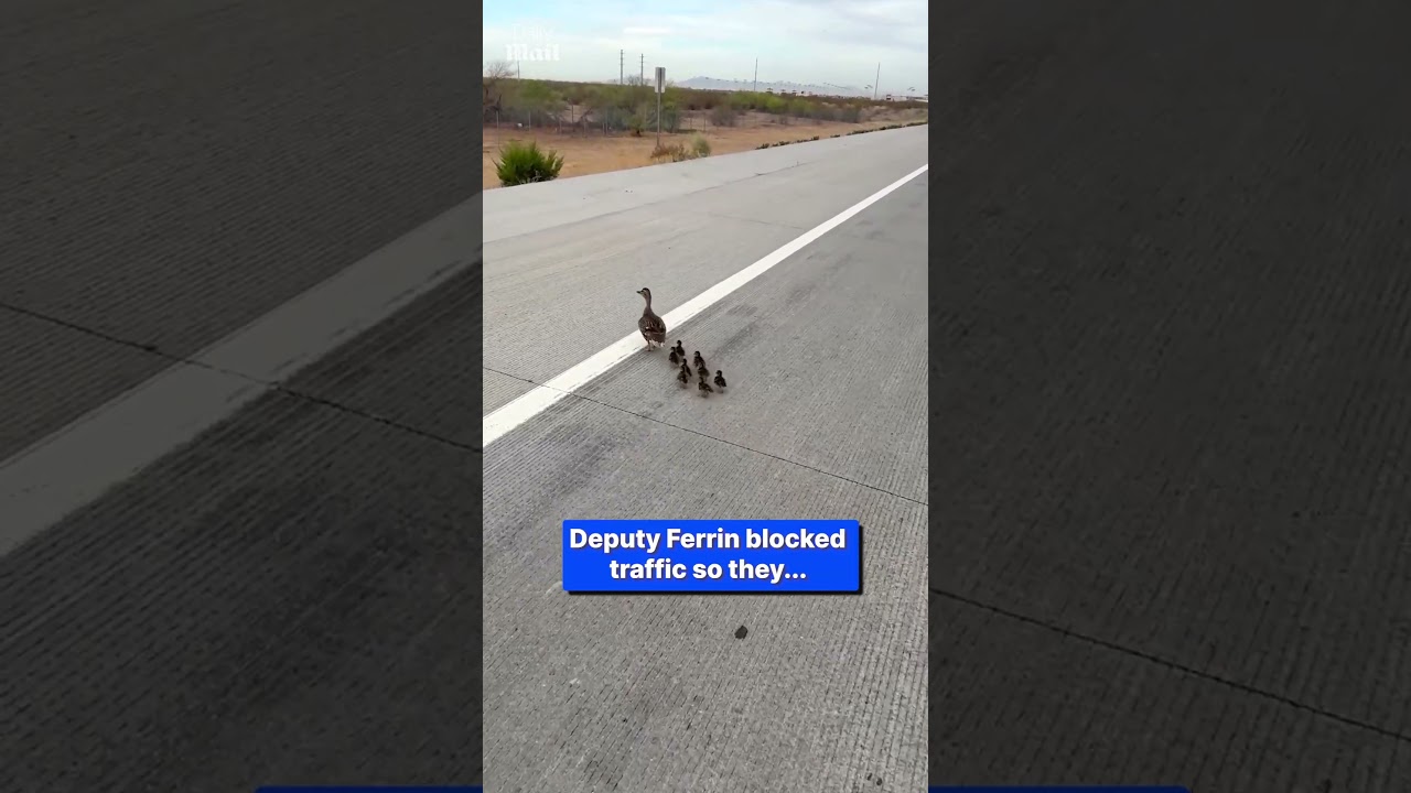 Cops block the road to help adorable ducks