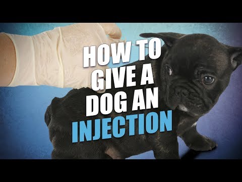 how-to-give-a-dog-an-injection-at-home-(the-easy-way)