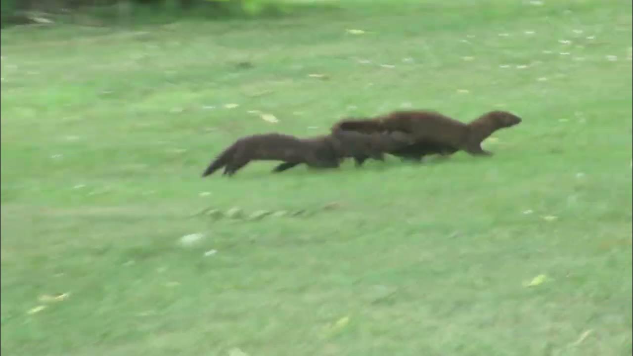 A family of mink crossing Main Street at the park in small Wisconsin
