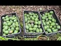 Kenya’s Avocado Export Journey to Europe: What You Need to Know!