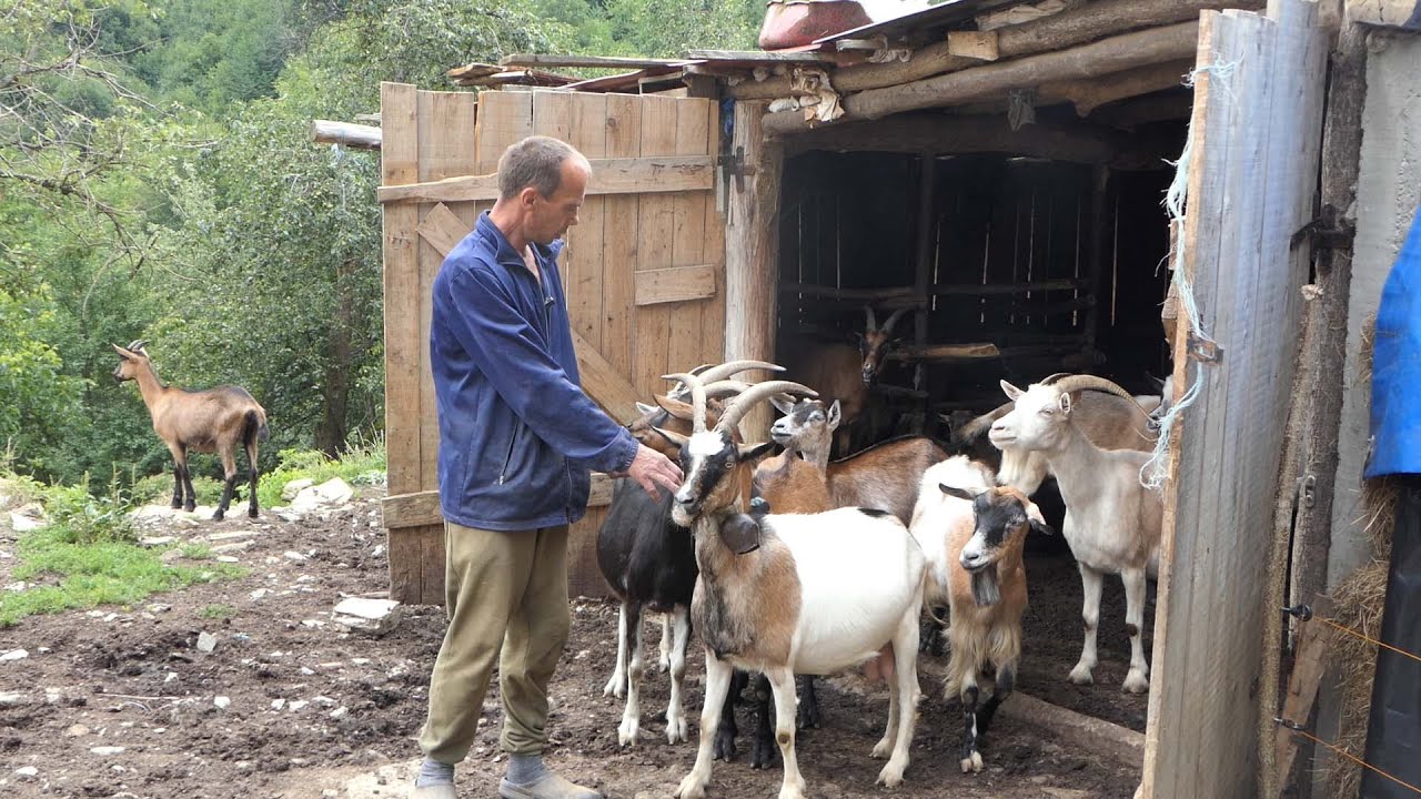 Njegov Paradajiz teži 1,5 kg Živi sam ne želi ženu proizvodi najbolji koziji sir-Upoznajte DOMINIKA
